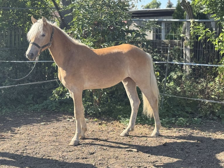 Edelbluthaflinger Merrie 1 Jaar 133 cm Vos in Leipzig