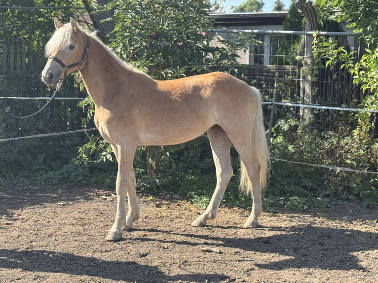 Edelbluthaflinger Merrie 1 Jaar 133 cm Vos in Leipzig