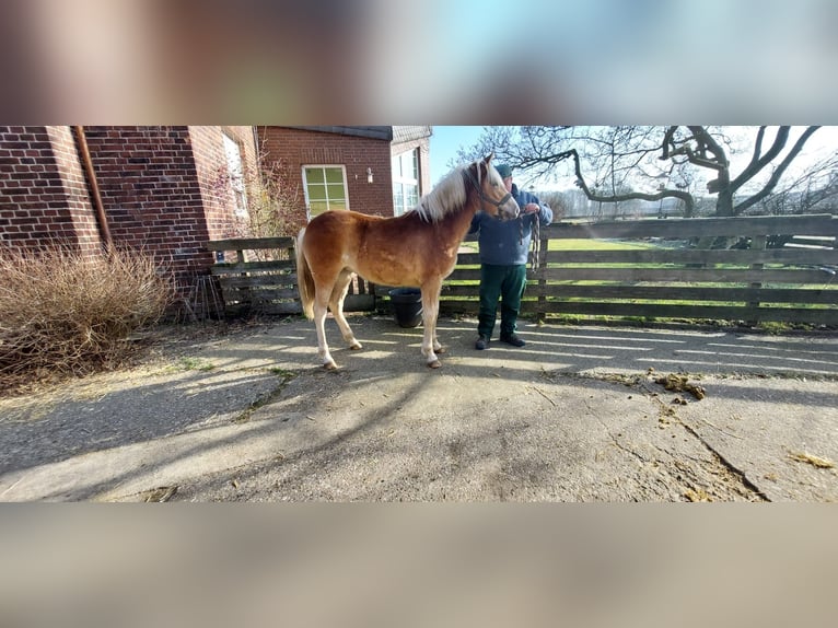 Edelbluthaflinger Merrie 1 Jaar  in Hamm