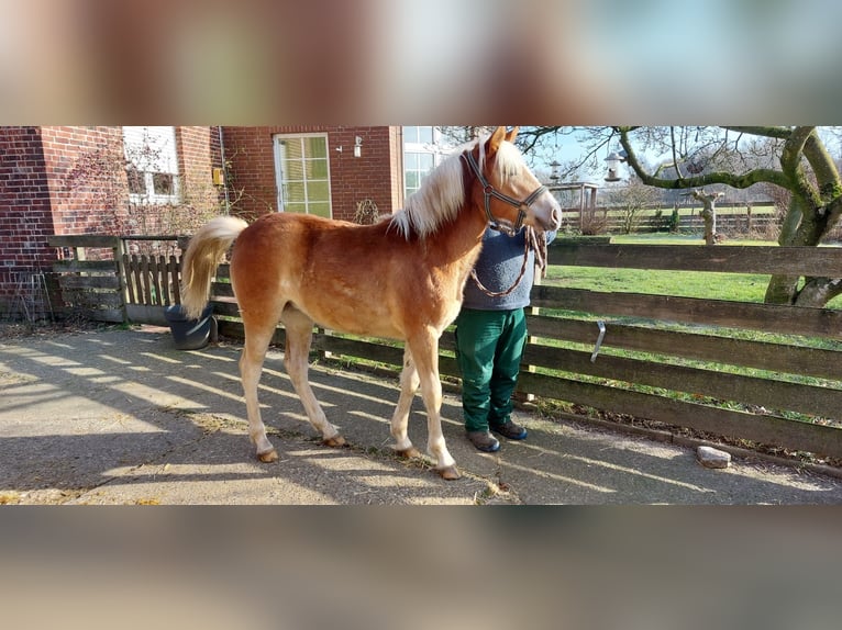 Edelbluthaflinger Merrie 1 Jaar  in Hamm