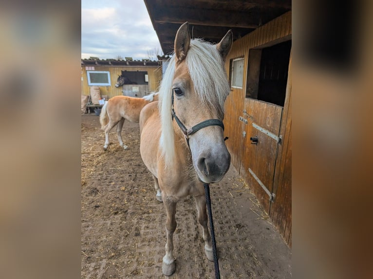 Edelbluthaflinger Merrie 1 Jaar Vos in Grimm