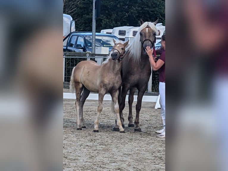 Edelbluthaflinger Merrie 1 Jaar Vos in Grimm