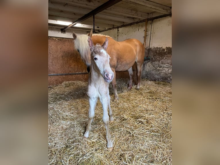 Edelbluthaflinger Merrie 2 Jaar 146 cm in Rottweil