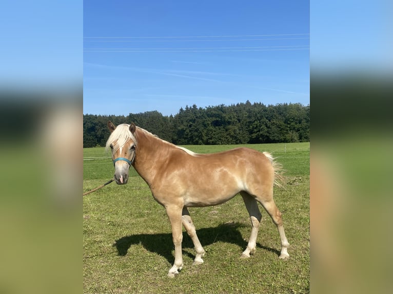 Edelbluthaflinger Merrie 2 Jaar 150 cm Vos in Vogtareuth