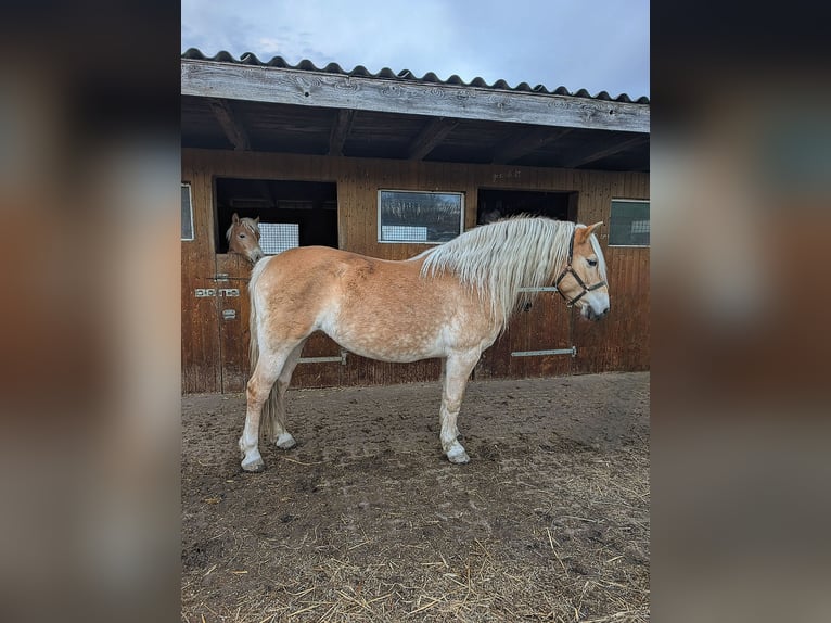 Edelbluthaflinger Merrie 2 Jaar Vos in Grimma