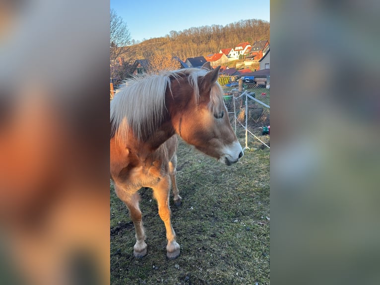 Edelbluthaflinger Merrie 3 Jaar 143 cm  in Leinefelde-Worbis