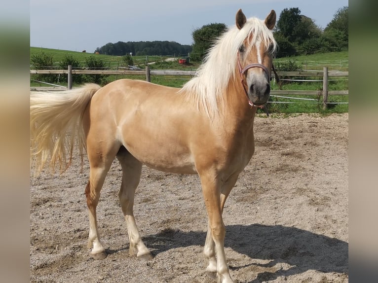 Edelbluthaflinger Merrie 3 Jaar 146 cm Vos in Seeshaupt