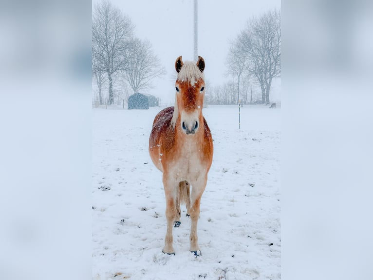 Edelbluthaflinger Merrie 3 Jaar 146 cm Vos in Tostedt