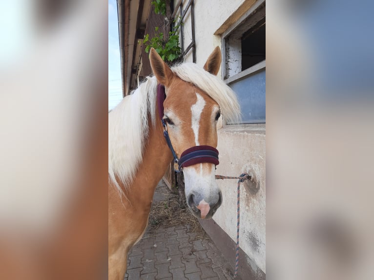 Edelbluthaflinger Merrie 3 Jaar 147 cm Vos in Hausen