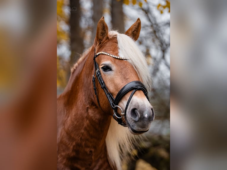 Edelbluthaflinger Merrie 3 Jaar 147 cm Vos in Bayreuth