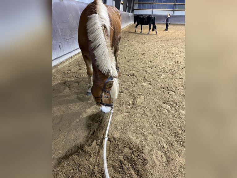 Edelbluthaflinger Merrie 3 Jaar 148 cm Vos in Norderstedt