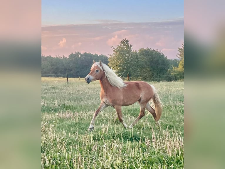 Edelbluthaflinger Merrie 3 Jaar 148 cm Vos in Hürtgenwald