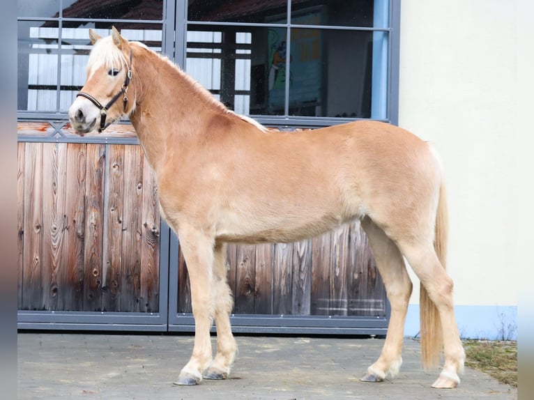 Edelbluthaflinger Merrie 3 Jaar 150 cm Vos in Ebermannsdorf