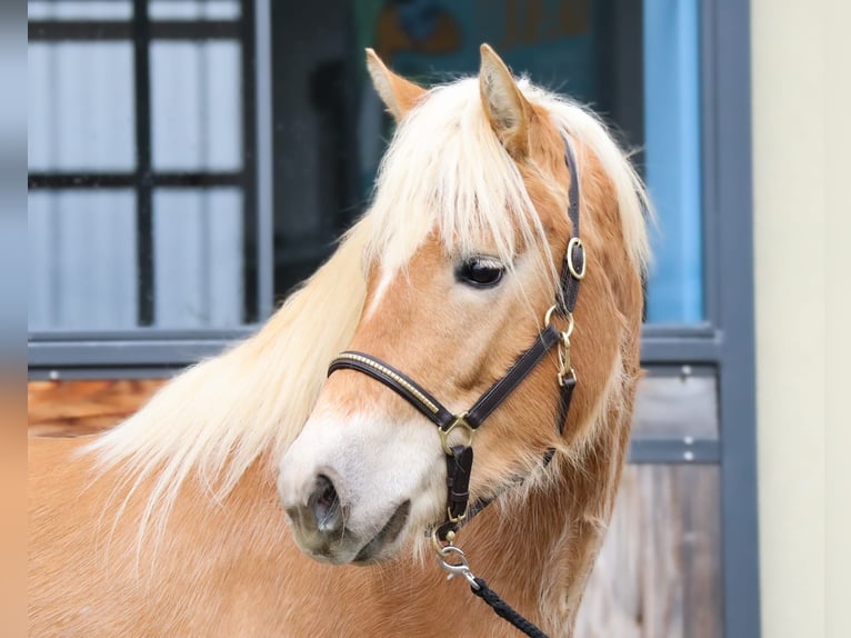 Edelbluthaflinger Merrie 3 Jaar 150 cm Vos in Ebermannsdorf
