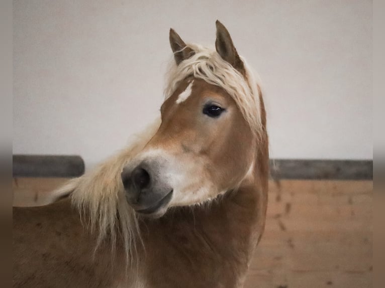 Edelbluthaflinger Merrie 3 Jaar 150 cm Vos in Ebermannsdorf