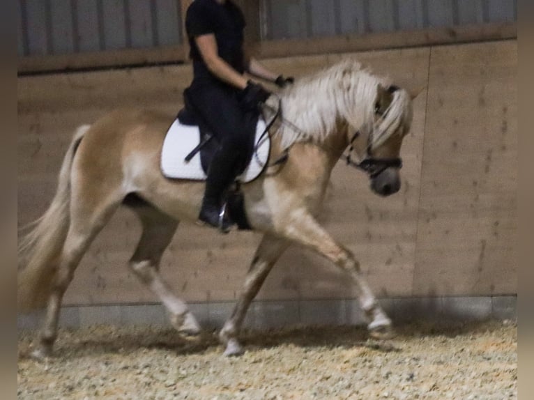 Edelbluthaflinger Merrie 3 Jaar 150 cm Vos in Ebermannsdorf