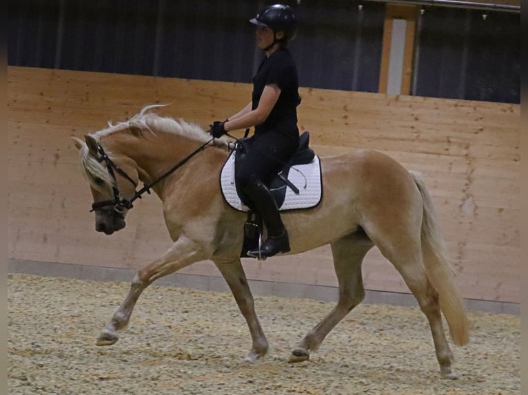 Edelbluthaflinger Merrie 3 Jaar 150 cm Vos in Ebermannsdorf