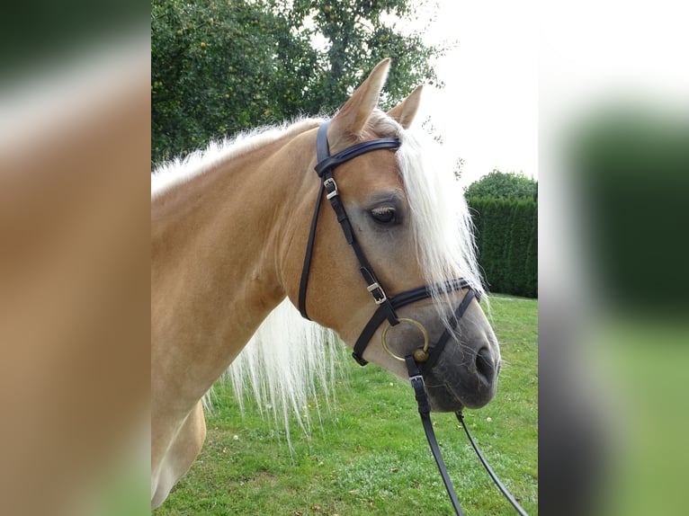 Edelbluthaflinger Merrie 3 Jaar 150 cm Vos in Stiefenhofen