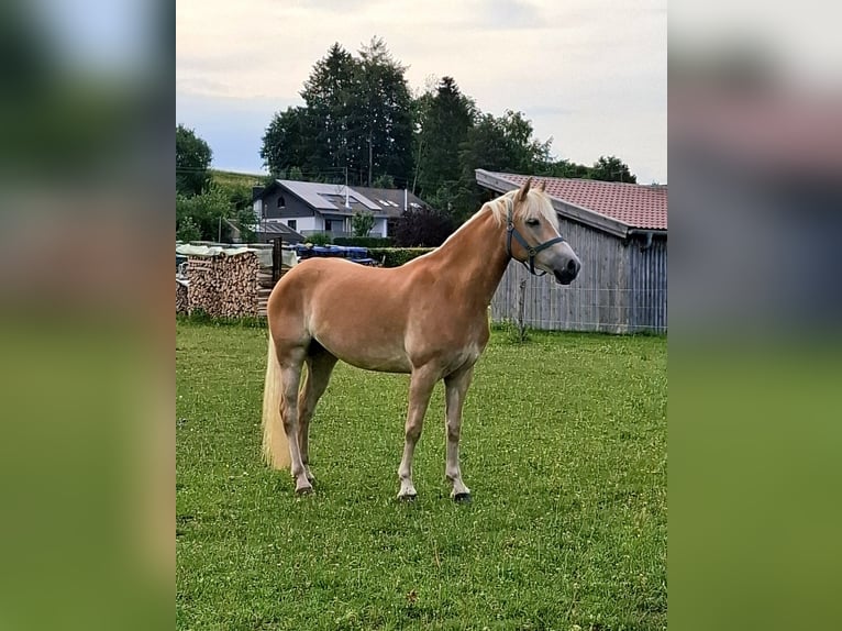Edelbluthaflinger Merrie 3 Jaar Vos in Huglfing