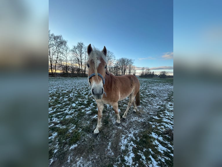 Edelbluthaflinger Merrie 4 Jaar 140 cm Vos in Senden