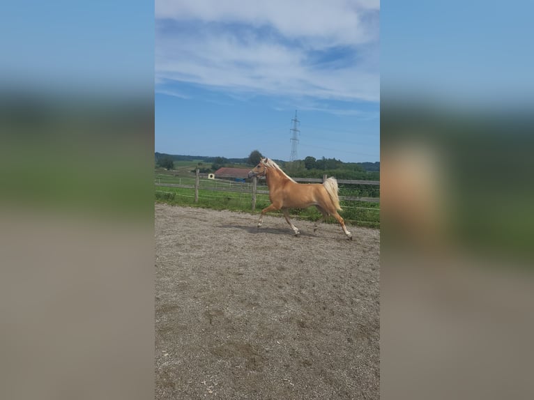 Edelbluthaflinger Merrie 4 Jaar 145 cm Palomino in Crailsheim