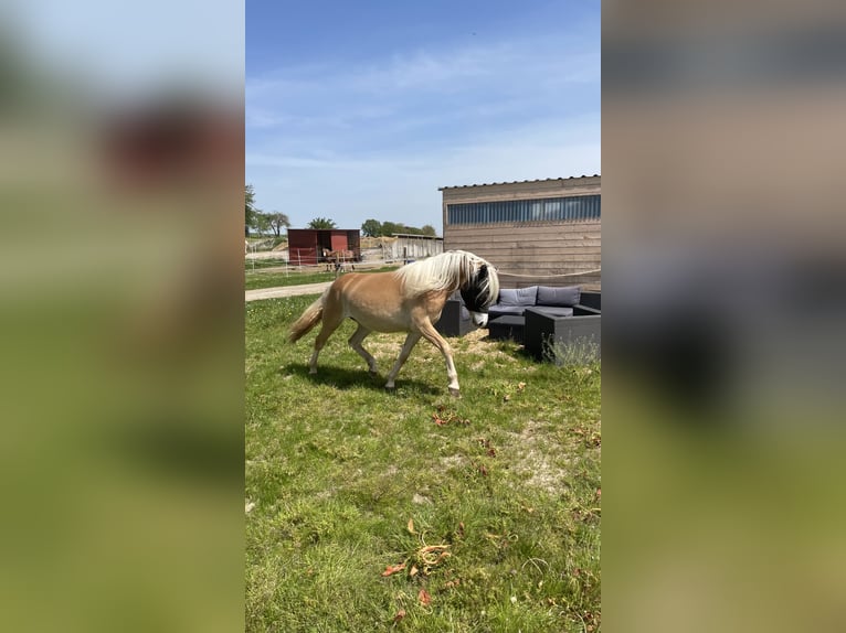 Edelbluthaflinger Merrie 4 Jaar 145 cm Vos in Hüttenberg