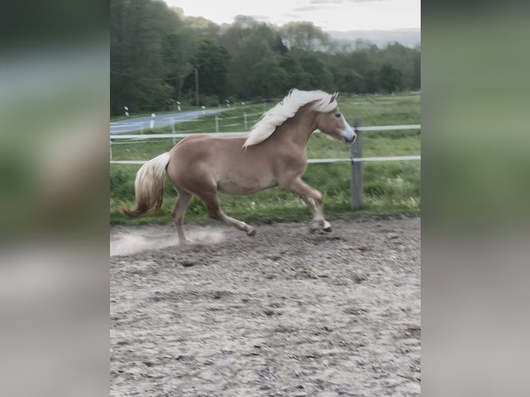 Edelbluthaflinger Merrie 4 Jaar 145 cm Vos in Hüttenberg