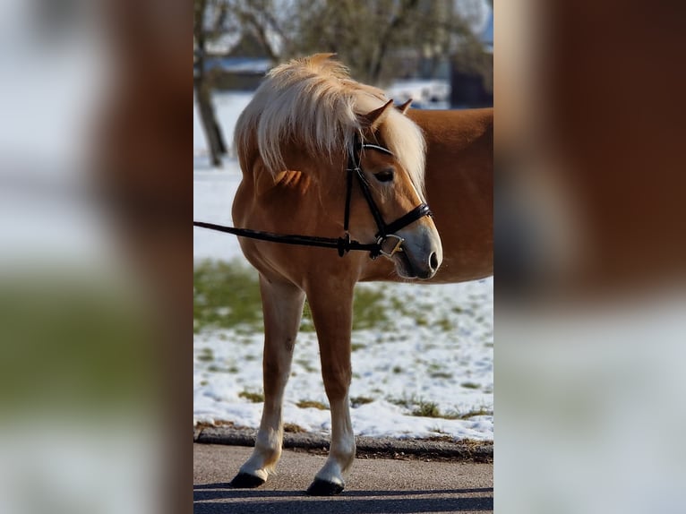 Edelbluthaflinger Merrie 4 Jaar 146 cm Palomino in Crailsheim