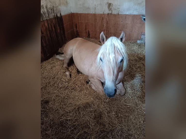 Edelbluthaflinger Merrie 4 Jaar 146 cm Vos in Senden