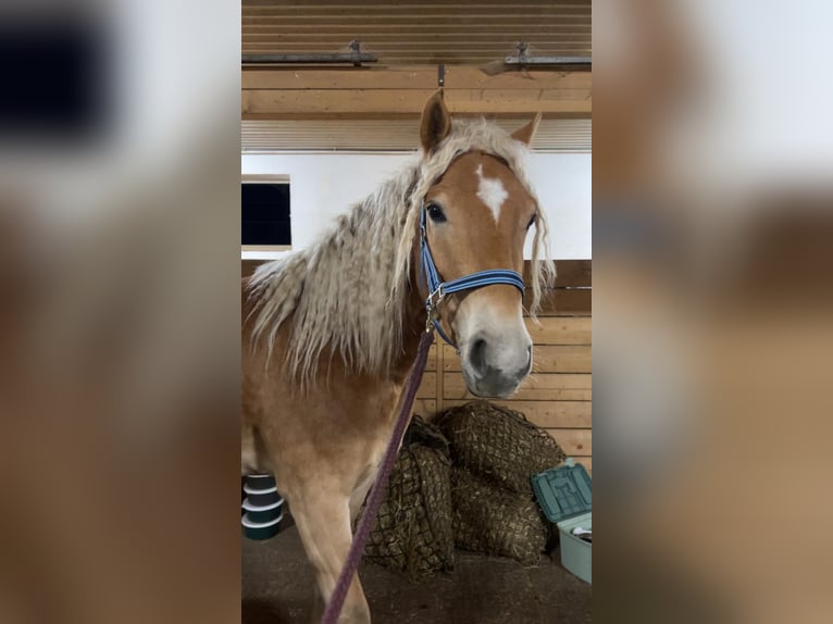 Edelbluthaflinger Merrie 4 Jaar 146 cm Vos in Senden