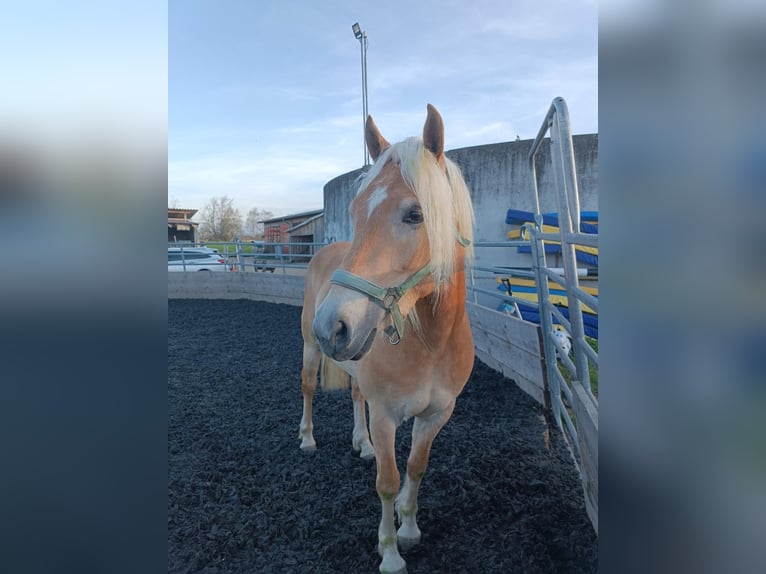 Edelbluthaflinger Merrie 4 Jaar 146 cm Vos in Senden