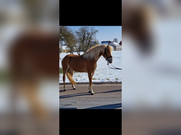 Edelbluthaflinger Merrie 4 Jaar 147 cm Palomino in Rudersberg