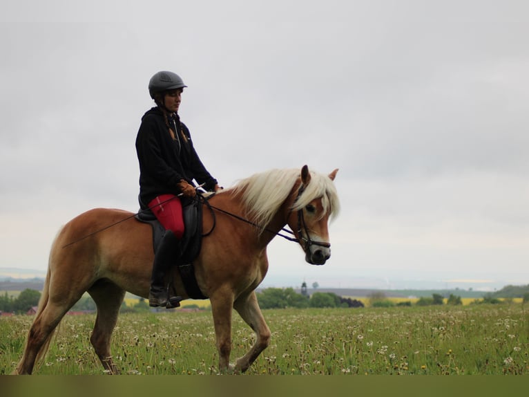 Edelbluthaflinger Merrie 4 Jaar 147 cm Vos in Döbritschen