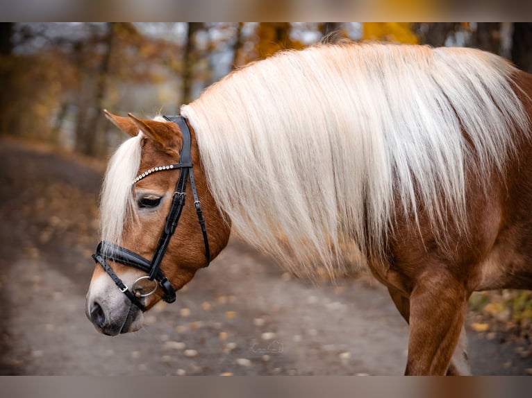 Edelbluthaflinger Merrie 4 Jaar 147 cm Vos in Bayreuth