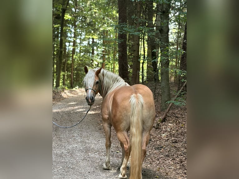 Edelbluthaflinger Merrie 4 Jaar 148 cm  in Friedberg