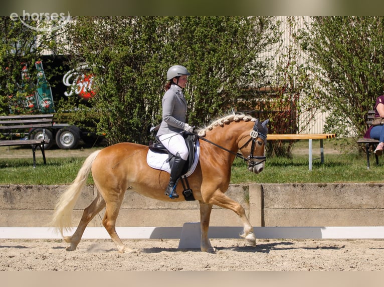 Edelbluthaflinger Merrie 4 Jaar 148 cm Vos in Görlitz
