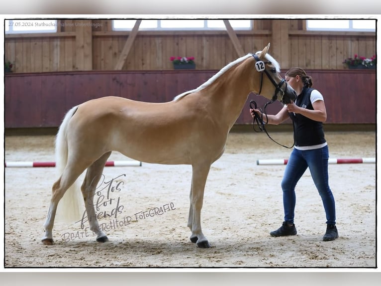 Edelbluthaflinger Merrie 4 Jaar 149 cm in Ingenried