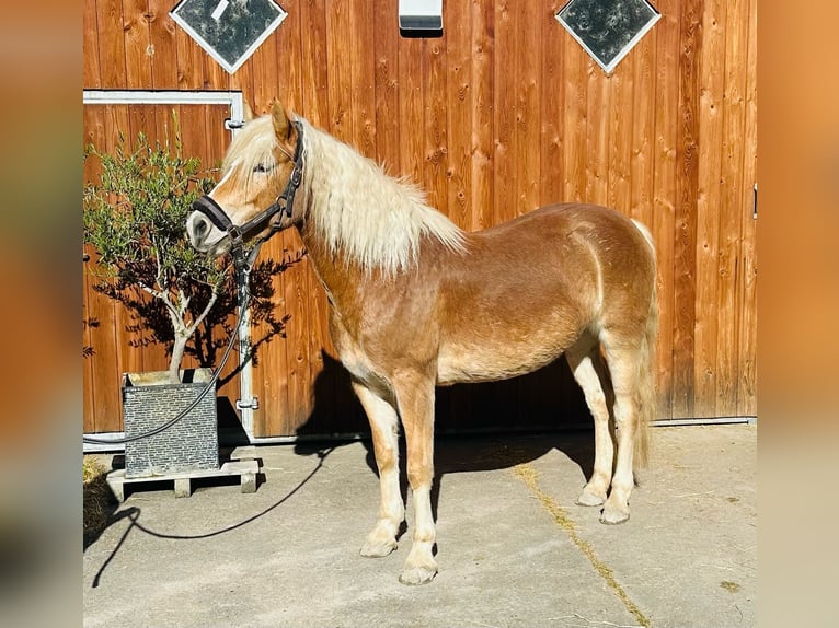 Edelbluthaflinger Merrie 5 Jaar 144 cm Vos in Trebur