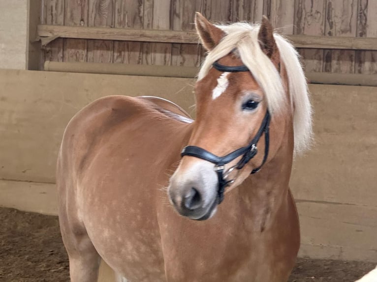 Edelbluthaflinger Merrie 5 Jaar 146 cm Lichtbruin in Moosinning