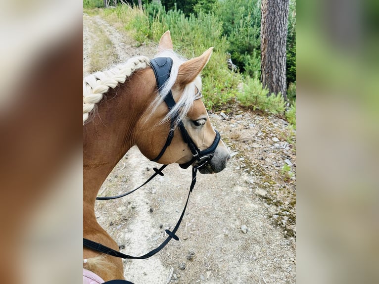 Edelbluthaflinger Merrie 5 Jaar 147 cm Vos in Meura