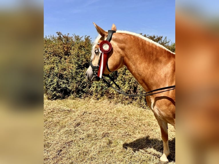 Edelbluthaflinger Merrie 5 Jaar 147 cm Vos in Meura