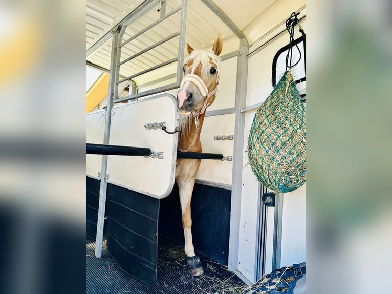 Edelbluthaflinger Merrie 5 Jaar 147 cm Vos in Meura