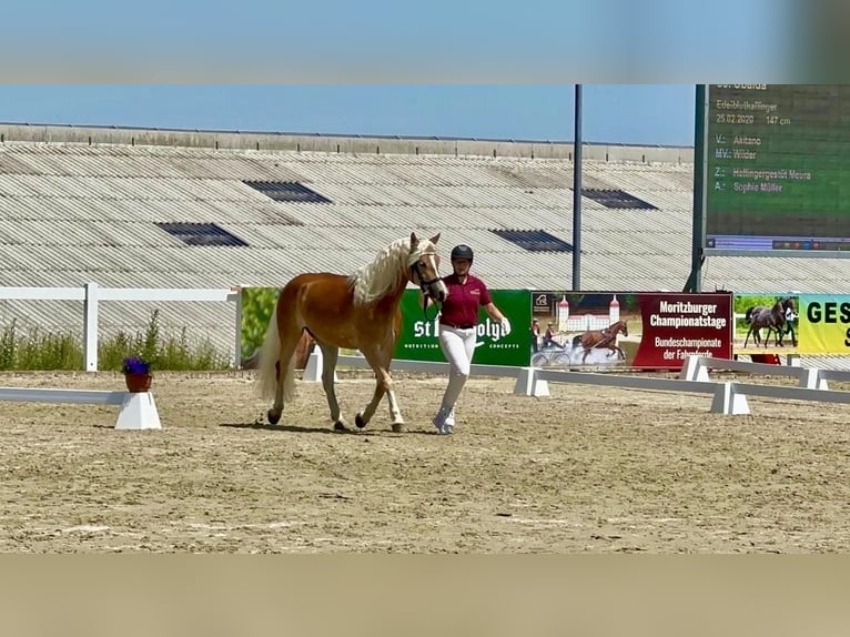 Edelbluthaflinger Merrie 5 Jaar 147 cm Vos in Meura