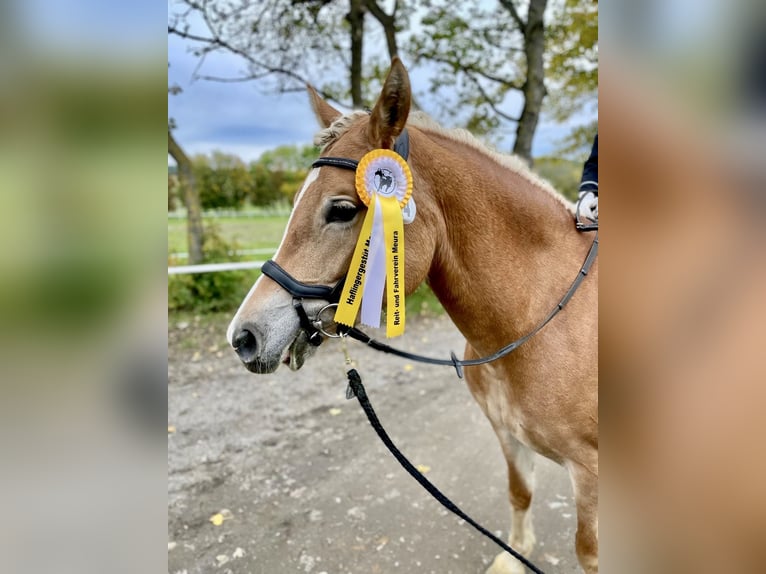 Edelbluthaflinger Merrie 5 Jaar 147 cm Vos in Meura