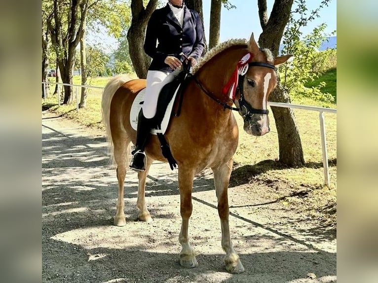 Edelbluthaflinger Merrie 5 Jaar 147 cm Vos in Meura