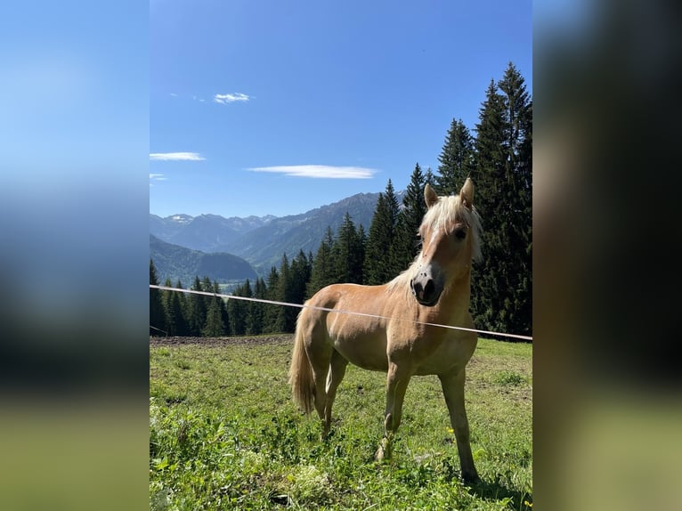 Edelbluthaflinger Merrie 5 Jaar 148 cm Falbe in Neustadt an der Weinstraße