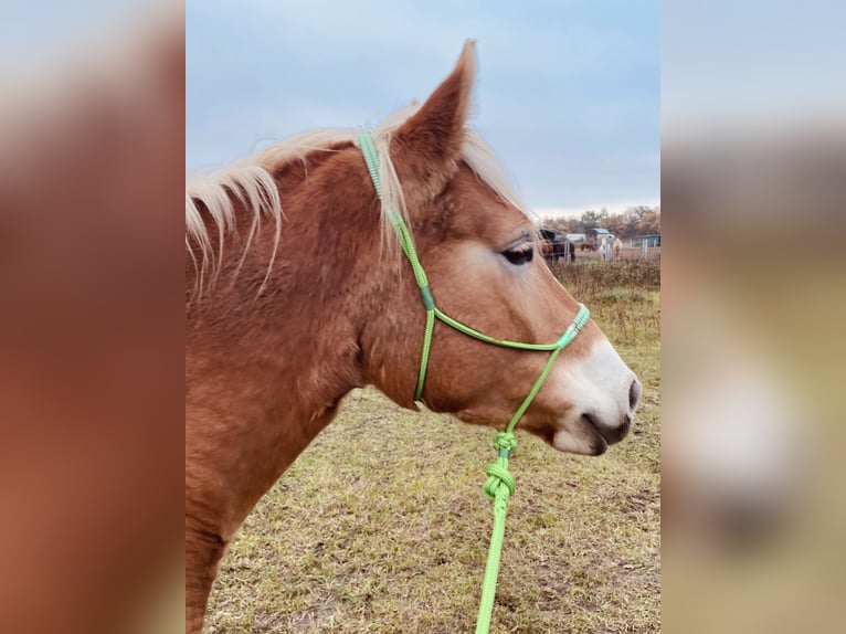 Edelbluthaflinger Merrie 5 Jaar 148 cm Falbe in Neustadt an der Weinstraße