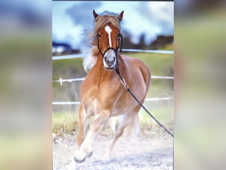 Edelbluthaflinger Merrie 5 Jaar 148 cm Palomino in Rudersberg