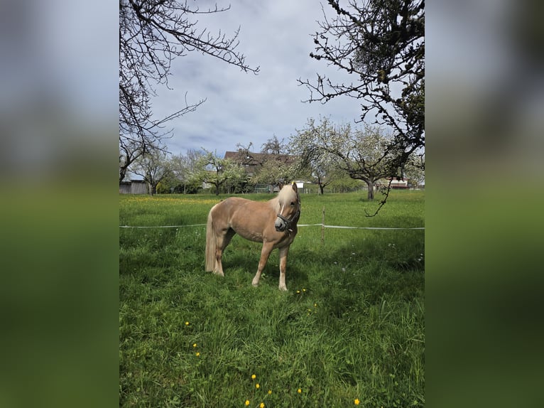 Edelbluthaflinger Merrie 5 Jaar 148 cm Palomino in Rudersberg