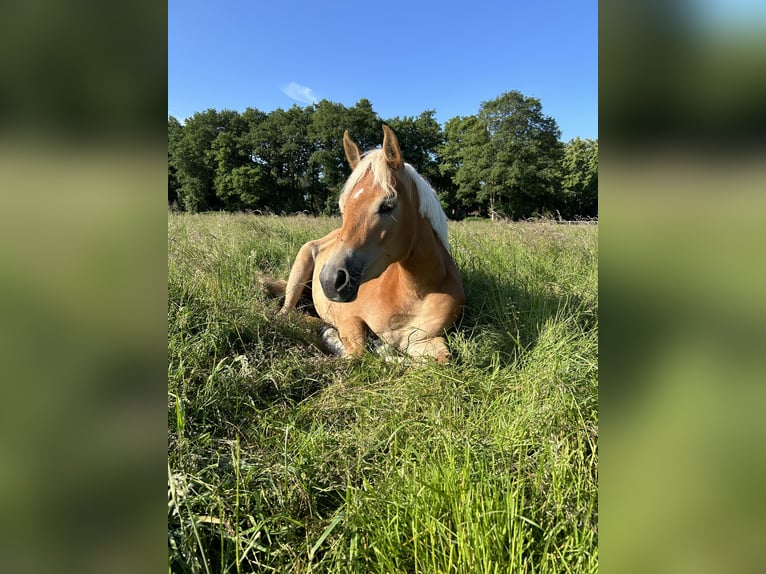Edelbluthaflinger Merrie 5 Jaar 148 cm Vos in Uplengen